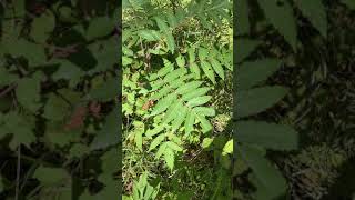 Rhus typhina Anacardiaceae staghorn sumac [upl. by Davin]