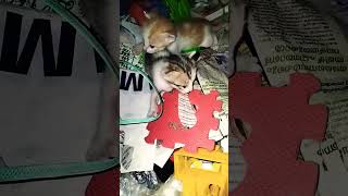 Finely kittens are opened their eyes🥰subscribe cute shorts [upl. by Beatrisa]