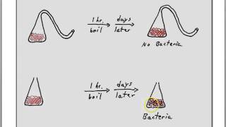 Pasteur on spontaneous generation [upl. by Nyliak]