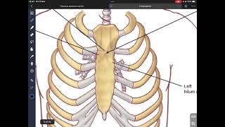 Mediastinum amp Pericardium [upl. by Merola573]