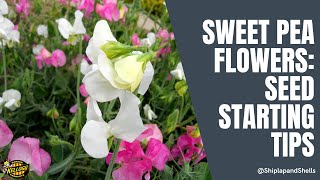 Sweet Pea Flowers Seed Starting Tips [upl. by Ynaffets486]