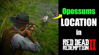 RDR2  Another Location to Find Opossums [upl. by Eahsel]