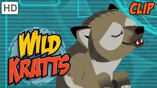 Wild Kratts  Howling Wolves [upl. by Reggis]