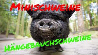 Die neuen Minischweine  Hängebauchschweine [upl. by Charles]