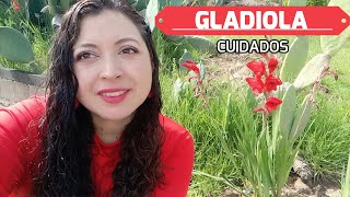 Guía completa de cuidados de la Gladiola Aprende cómo sembrar gladiolus en tu jardín [upl. by Kore]