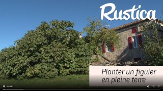 Planter un figuier [upl. by Sudnor]