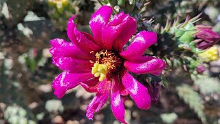 Cane Cholla cactus Cylindropuntia ImbricataViany Shy [upl. by Llekcm307]