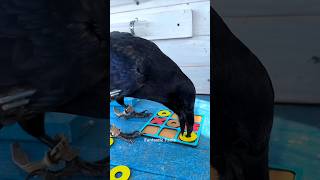 This Crow Is Very Smart🤓 [upl. by Nerrawed]