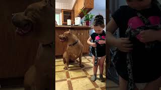 Nanny dog xlbully dogbreed shortsvideo [upl. by Siward766]