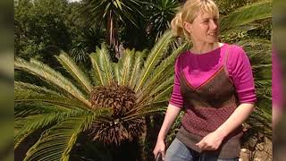 Tailler les cycas [upl. by Cynthla300]