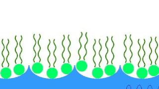 Micelle Formation Elan and Holly [upl. by Groot]