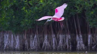 The Roseate Spoonbills of Florida Bay [upl. by Anig]