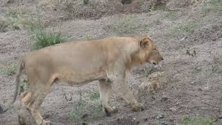 Lions of Gujarat  Gir National Park Gujarat  2023 [upl. by Sclar904]