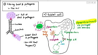 92 Goblet Cells Ciliated Epithelium Bronchioles Cambridge AS A Level Biology 9700 [upl. by Alguire]