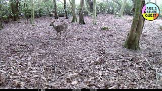 What does a Roe Deer call sound like [upl. by Leunammi]