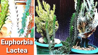 Euphorbia Lactea Cristata Care Guide  Grow Coral Cactus [upl. by Isabelita]