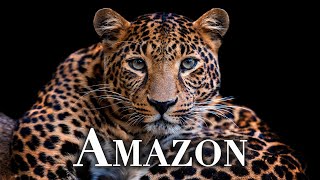 Amazon Animals in 4K Nature’s Most Colorful Creatures [upl. by Repsac512]