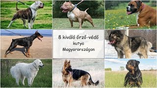 8 kiváló őrzővédő kutyafajta Magyarországon [upl. by Hgielrebma]