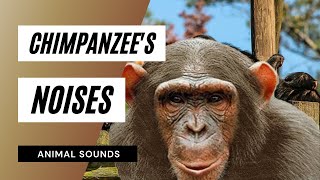 The Animal Sounds 🐒Chimpanzees Noises  Sound Effect  Animation [upl. by Criswell99]