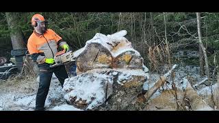 Stihl 076aveq  41quot Duromatic Bar  Finnish Monster Birch [upl. by Deth]