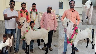 janasheen son toofan gulabi male A1quality Hyderabadi Goats breeding contact [upl. by Nuhsyar]