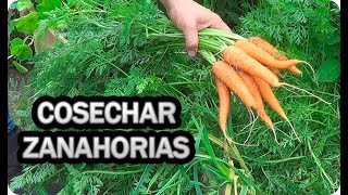 🥕 Como Y Cuando Cosechar Zanahorias 🥕 En El Huerto  La Huertina De Toni [upl. by Festatus]