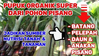 Cara Membuat Pupuk Organik Dari Pohon Pisang Untuk Sumber Nutrisi Tanah Dan Tanaman [upl. by Aihsinat]