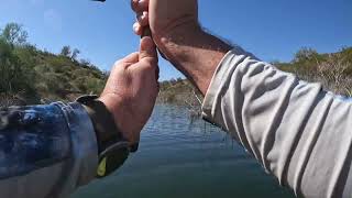 Bass fishing Roosevelt lake AZ float tube jerking [upl. by Durrej287]