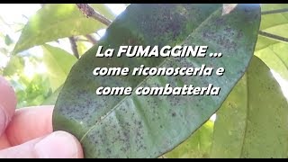 LA FUMAGGINE come riconoscerla e come combatterla [upl. by Caiaphas]