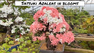 Satsuki Azaleas in Bloom [upl. by Ianej]