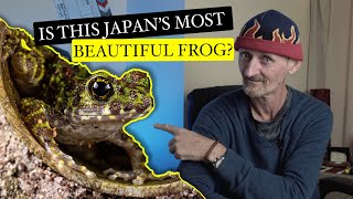 Ishikawas Frog  Japans Most Beautiful Amphibian [upl. by Rame922]