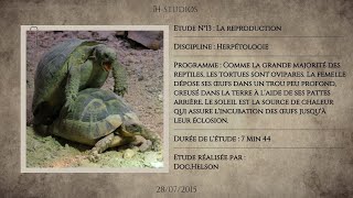 LA REPRODUCTION  Laccouplement des tortues terrestres [upl. by Ishmael660]