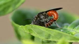 Insect Mating filmed with Micro Lens [upl. by Nojram]