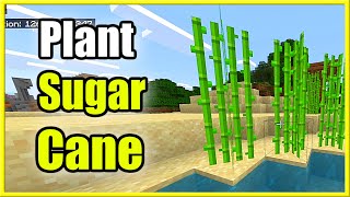 How to Get amp Plant Sugar Cane in Minecraft Best Tutorial [upl. by Assirolc]