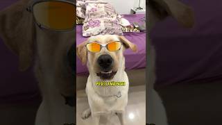 CACHORRO AGIOTA 😎 labrador pets cachorrao pet [upl. by Aelsel764]