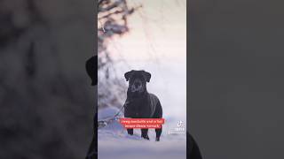 Der Cane Corso in 60 Sekunden erklärt canecorsoitaliano information [upl. by Eerehc]