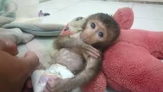 Discipline baby monkey chiko bathe drink milk before taking a nap [upl. by Kepner]