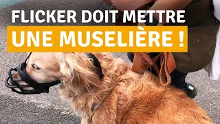 COMMENT APPRENDRE À SON CHIEN À METTRE LA MUSELIÈRE [upl. by Anitnerolf]