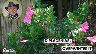 How to Winterize Dipladenia 🌿❄️ [upl. by Alimac]