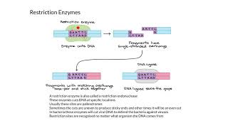 Restriction Enzymes [upl. by Engracia]