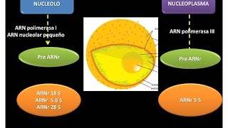 ARNr ARN ribosómico [upl. by Yllus]