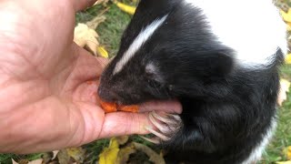 Top 5 Tips for Pet Skunk Owners [upl. by Yllime490]