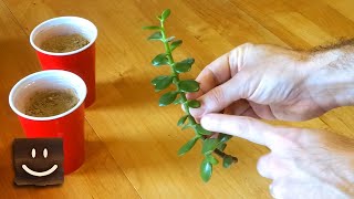 Propagating jade plants using branches stems and leaves [upl. by Acirrej]