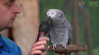 Einstein the Talking Parrot courtesy Knoxville Zoo [upl. by Tirb616]