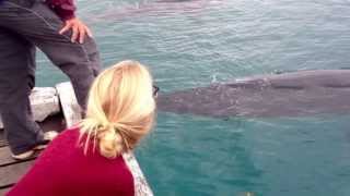 Whales at the Wharf Tathra [upl. by Ynoyrb]