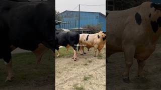 Biggest Holstein friesian bulls ytshorts tending powerful animals cattle bigbull shortsviral [upl. by Onin162]