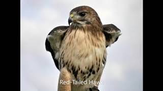 Red Tailed Hawk Call [upl. by Aileno]