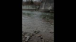 🎣Catching Rainbow Trout with Lamprey bites Good Fishing spot Ontario [upl. by Anirtik]