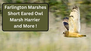 Farlington Marshes  Marsh Harrier Short Eared Owls and More [upl. by Naleag969]