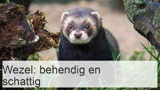 De Afrikaanse wezel is een behendig schattig beestje [upl. by Assirt]